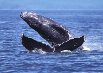 Haute mer : l’Accord BBNJ est rentrée en vigueur !