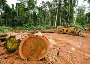 Afrique centrale : quelles pratiques sylvicoles pour assurer la régénération des essences exploitées dans les permis forestiers ?