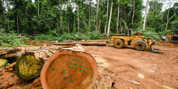 Afrique centrale : quelles pratiques sylvicoles pour assurer la régénération des essences exploitées dans les permis forestiers ?