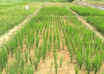 Riziculture au Gabon : quand la recherche a fait son travail, mais que l’État ne suit pas