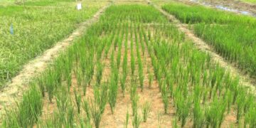 Riziculture au Gabon : quand la recherche a fait son travail, mais que l’État ne suit pas