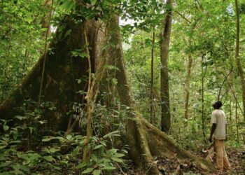 Le Gabon, une histoire de conservation de plus 90 ans