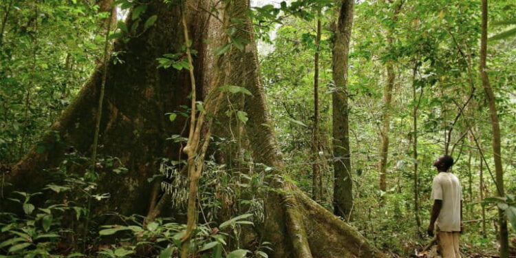 Le Gabon, une histoire de conservation de plus 90 ans