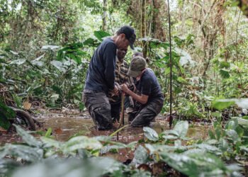 Bassin du Congo : le Science Panel et l’ambition de former 1000 scientifiques titulaires d’un Doctorat