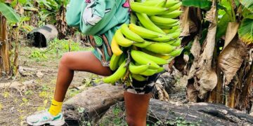 Entrepreneuriat vert : le virage agricole de Créol