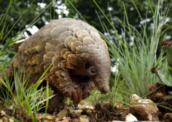 Trafic de Pangolin : entre sanctuarisation écologique et vulnérabilités sécuritaires, le défi gabonais