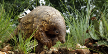 Trafic de Pangolin : entre sanctuarisation écologique et vulnérabilités sécuritaires, le défi gabonais