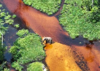 Zones humides : au Gabon, l’urgence écologique à l’épreuve des politiques publiques et des savoirs locaux