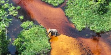 Zones humides : au Gabon, l’urgence écologique à l’épreuve des politiques publiques et des savoirs locaux