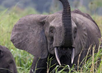 Conflit homme-faune : un problème structurel aux conséquences humaines persistantes