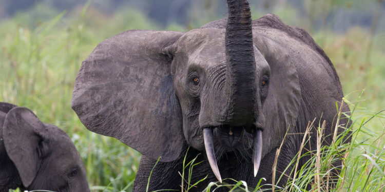 Conflit homme-faune : un problème structurel aux conséquences humaines persistantes