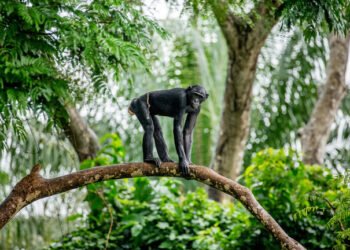 Eaux Forêts : quand la science du sonore éclaire la régulation de la faune sauvage au Gabon