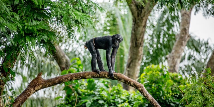 Eaux Forêts : quand la science du sonore éclaire la régulation de la faune sauvage au Gabon