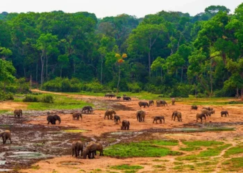 Marché carbone : le Gabon, le Cameroun, la RDC et…veulent « monétiser » leurs services climatiques forestiers.