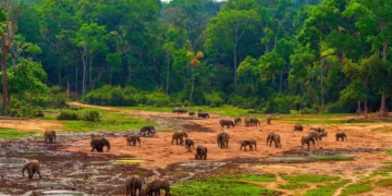 Marché carbone : le Gabon, le Cameroun, la RDC et…veulent « monétiser » leurs services climatiques forestiers.