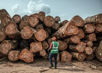 Traçabilité du bois : le Gabon se dote d&rsquo;un outil technologique de souveraineté forestière