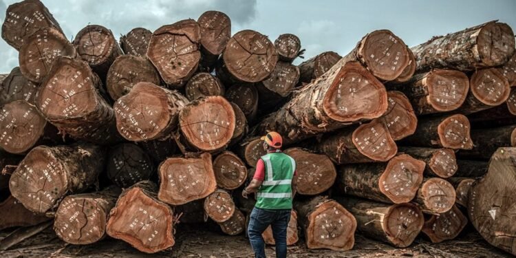 Traçabilité du bois : le Gabon se dote d’un outil technologique de souveraineté forestière