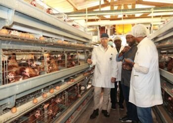 Interdiction d&rsquo;importation du poulet de chair : pourquoi le Gabon ne sera pas prêt en 2027 ?
