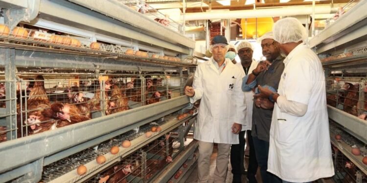 Interdiction d&rsquo;importation du poulet de chair : pourquoi le Gabon ne sera pas prêt en 2027 ?