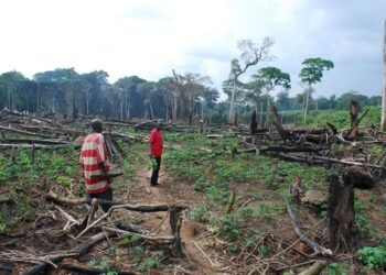 Bassin du Congo : augmentation de 14,2% de la perte de forêts primaires