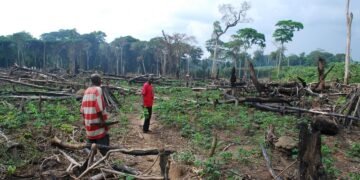 Bassin du Congo : augmentation de 14,2% de la perte de forêts primaires