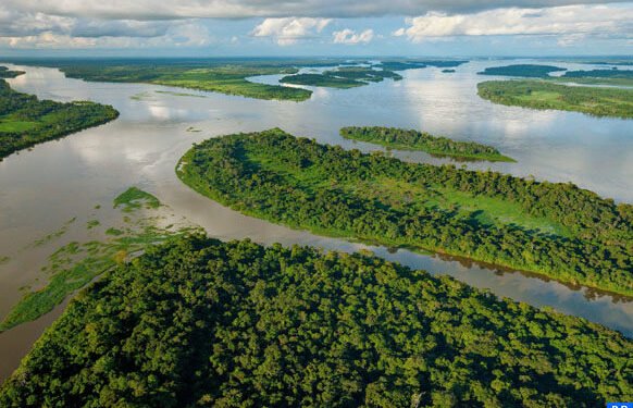 Journée mondiale des Forets : le bassin du Congo rempart contre les réchauffements climatiques sous pression