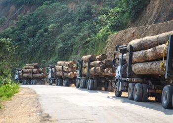 Bassin du Congo : 90% de la valeur ajoutée du secteur forêt-bois expatriée en Asie et Europe