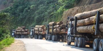 Bassin du Congo : 90% de la valeur ajoutée du secteur forêt-bois expatriée en Asie et Europe