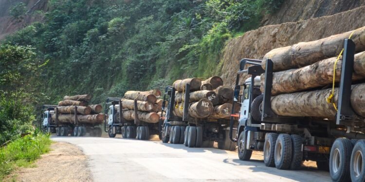 Bassin du Congo : 90% de la valeur ajoutée du secteur forêt-bois expatriée en Asie et Europe