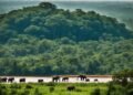 Conservation : la gestion durable des concessions forestière profite à la faune et la flore   