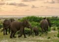 Population d’éléphants : l’envers des techniques de comptage au Gabon