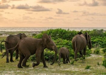 Population d’éléphants : l’envers des techniques de comptage au Gabon