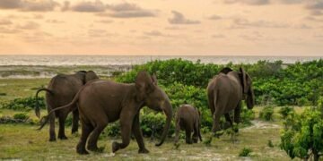 Population d’éléphants : l’envers des techniques de comptage au Gabon