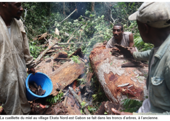 Gabon/Environnement : Zoula, Imbong et Ekata, la récolte du miel au détriment de la gestion durable des ressources naturelles