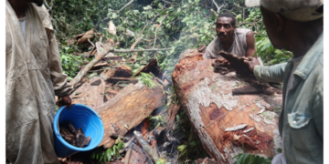 Gabon/Environnement : Zoula, Imbong et Ekata, la récolte du miel au détriment de la gestion durable des ressources naturelles