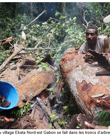 Gabon/Environnement : Zoula, Imbong et Ekata, la récolte du miel au détriment de la gestion durable des ressources naturelles