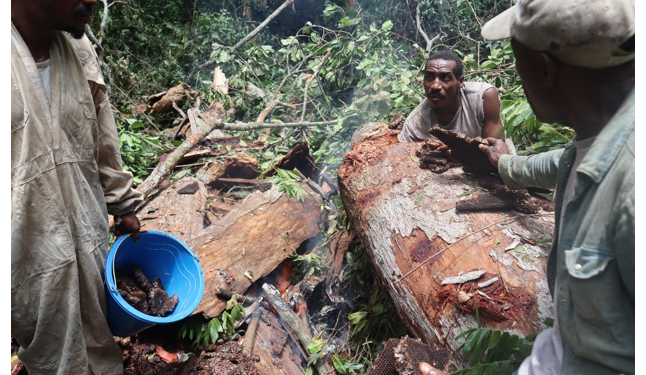 Gabon/Environnement : Zoula, Imbong et Ekata, la récolte du miel au détriment de la gestion durable des ressources naturelles