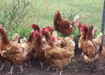 Élevage : derrière l’interdiction du poulet importé, les fragilités d’une filière à construire