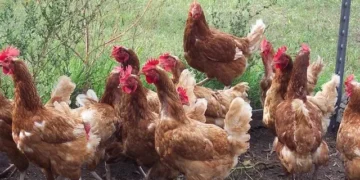Élevage : derrière l’interdiction du poulet importé, les fragilités d’une filière à construire
