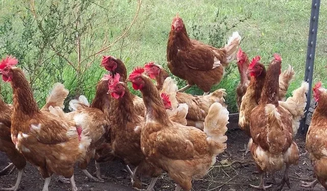 Élevage : derrière l’interdiction du poulet importé, les fragilités d’une filière à construire