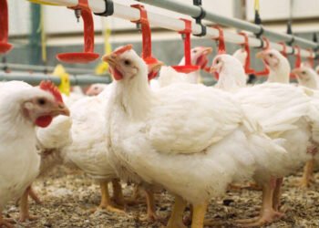 Agriculture : entre ambition d’autosuffisance et scepticisme populaire, le pari délicat de la filière avicole