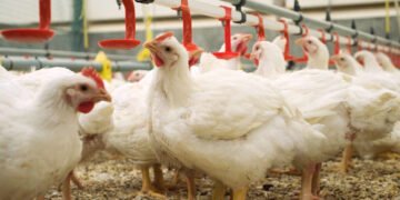 Agriculture : entre ambition d’autosuffisance et scepticisme populaire, le pari délicat de la filière avicole