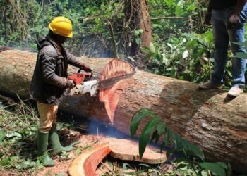 Forêts : l’illégalité coûte 180 milliards de francs CFA au Gabon