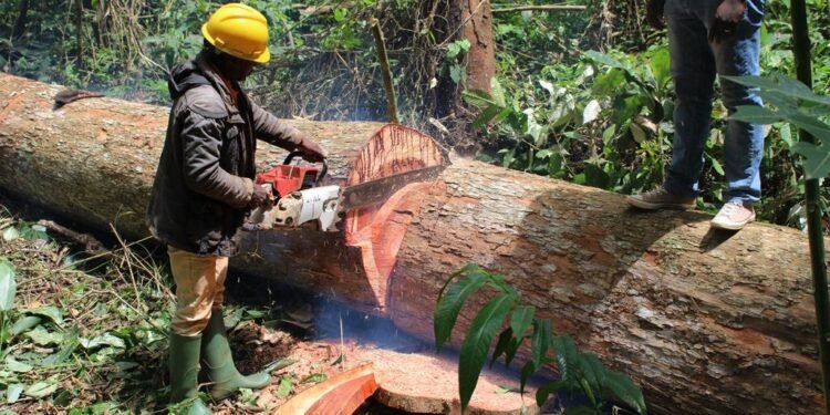 Forêts : l’illégalité coûte 180 milliards de francs CFA au Gabon