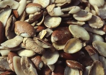 La filière Andok : une économie à 1,64 milliards de francs CFA de chiffre d’affaier par an au Gabon