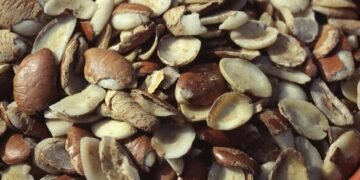 La filière Andok : une économie à 1,64 milliards de francs CFA de chiffre d’affaier par an au Gabon