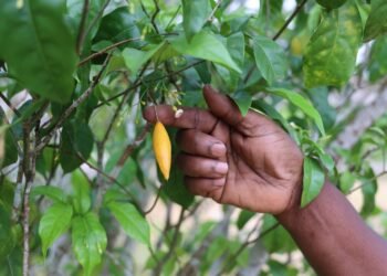 Flore : l’Iboga face aux enjeux de sa valorisation