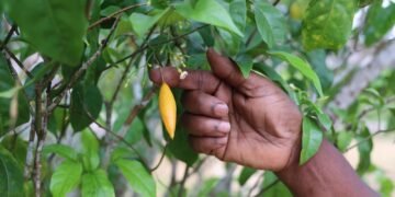 Flore : l’Iboga face aux enjeux de sa valorisation