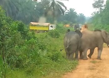 Conflit homme-faune : à Makouké, les éléphants fragilisent les activités d&rsquo;Olam Palm Gabon