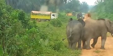 Conflit homme-faune : à Makouké, les éléphants fragilisent les activités d&rsquo;Olam Palm Gabon